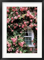 Framed Massachusetts, Nantucket Island, Roses and home