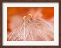 Framed Seedheads Dancing, New Hampshire