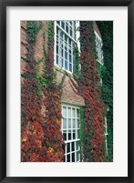 Framed Hanover Ivy on Dartmouth College Building, New Hampshire