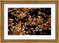 Framed Red Maple Leaves in Reservoir, Boat Meadow Brook, Bear Brook State Park, New Hampshire