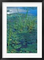 Framed Water Lilies, New Hampshire