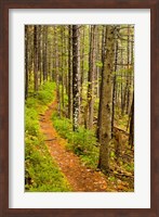 Framed trail around Ammonoosuc Lake, White Mountain National Forest, New Hampshire