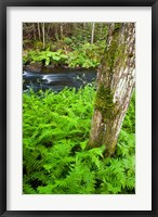 Framed Fern flora, Greenough Brook, New Hampshire