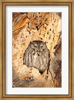 Framed Eastern Screech Owl, Rye, New Hampshire