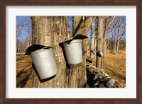 Framed Sugar maple trees in Lyme, New Hampshire