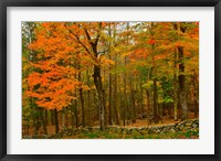 Framed Stone Wall, Sugar Hill, New Hampshire