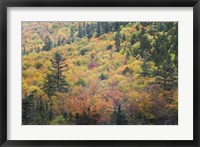 Framed New Hampshire, White Mountains, Crawford Notch, fall foliage by Mount Washington