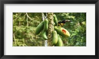 Framed Toucan Bird Feeding on Papaya Tree, Costa Rica