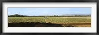 Framed View of Cantaloup Field, Costa Rica