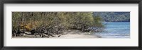 Framed View of Trees on the Beach, Liberia, Guanacaste, Costa Rica
