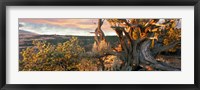 Framed Sunrise Sets a Juniper Aglow, Navajo National Monument, Arizona