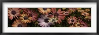 Framed Multi-Colored Daisy Flowers