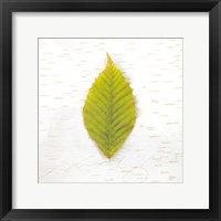 Autumn Colors IV Framed Print