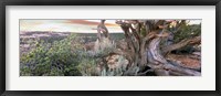Framed Tree at Betatakin Cliff Dwellings, Arizona