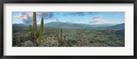 Framed Cardon Cactus, Baja California Sur, Mexico