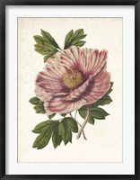 Striking Peony Framed Print