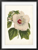 Framed Striking Hibiscus