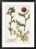 Framed Botanical Varieties II
