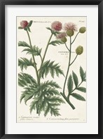 Framed Botanical Varieties III