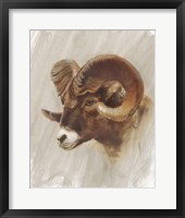 Western American Animal Study I Framed Print