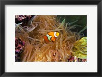 Framed Close up of a Clown Fish in an Anemone, Nadi, Fiji