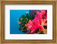 Framed Multicolor Soft Corals, Coral Reef, Bligh Water Area, Viti Levu, Fiji Islands