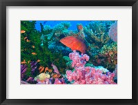 Framed Fairy Basslet fish and Coral, Viti Levu, Fiji