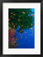 Framed Fairy Basslet fish and Green Coral, Viti Levu, Fiji