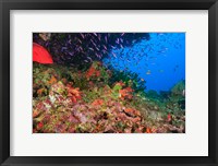 Framed Coral Cod and Anthias fish, Viti Levu, Fiji