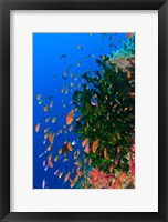 Framed Coral and Fairy Basslet fish, Viti Levu, Fiji