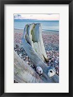 Framed Driftwood on the shell-covered Long Beach in Stratford, Connecticut