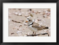 Framed Piping plover, Long Beach in Stratford, Connecticut