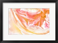 Close-up Rose Framed Print