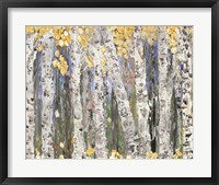 Framed Yellow Leaf Birch Trees