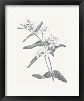 Framed Neutral Botanical IV