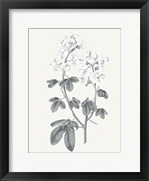 Framed Neutral Botanical III