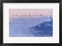 Framed Snow Geese