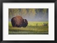 Framed Bison In Morning Light