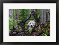 Framed Wolf