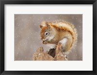 Framed Squirrel in a Snow Storm