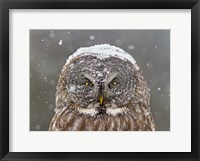 Framed Great Grey Owl Winter Portrait