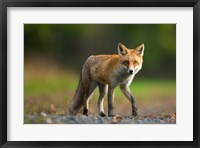 Framed Red Fox