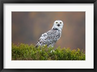 Framed Snowy Owl