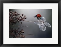 Framed Ladybird On Hydrangea