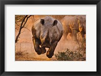 Framed Rhino Learning To Fly