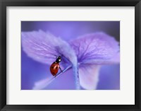 Framed Ladybird On Purple Hydrangea