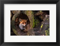 Framed Fox