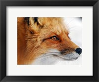 Framed Red Fox