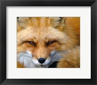 Framed Foxy Lady