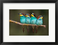 Framed Bee-Eater Resting